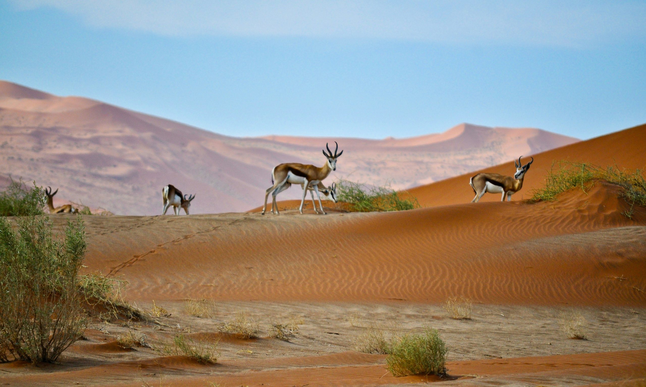 Two groundbreaking reports on the table for understanding and addressing the biodiversity crisis. Two groundbreaking reports on the table for understanding and addressing the biodiversity crisis.
