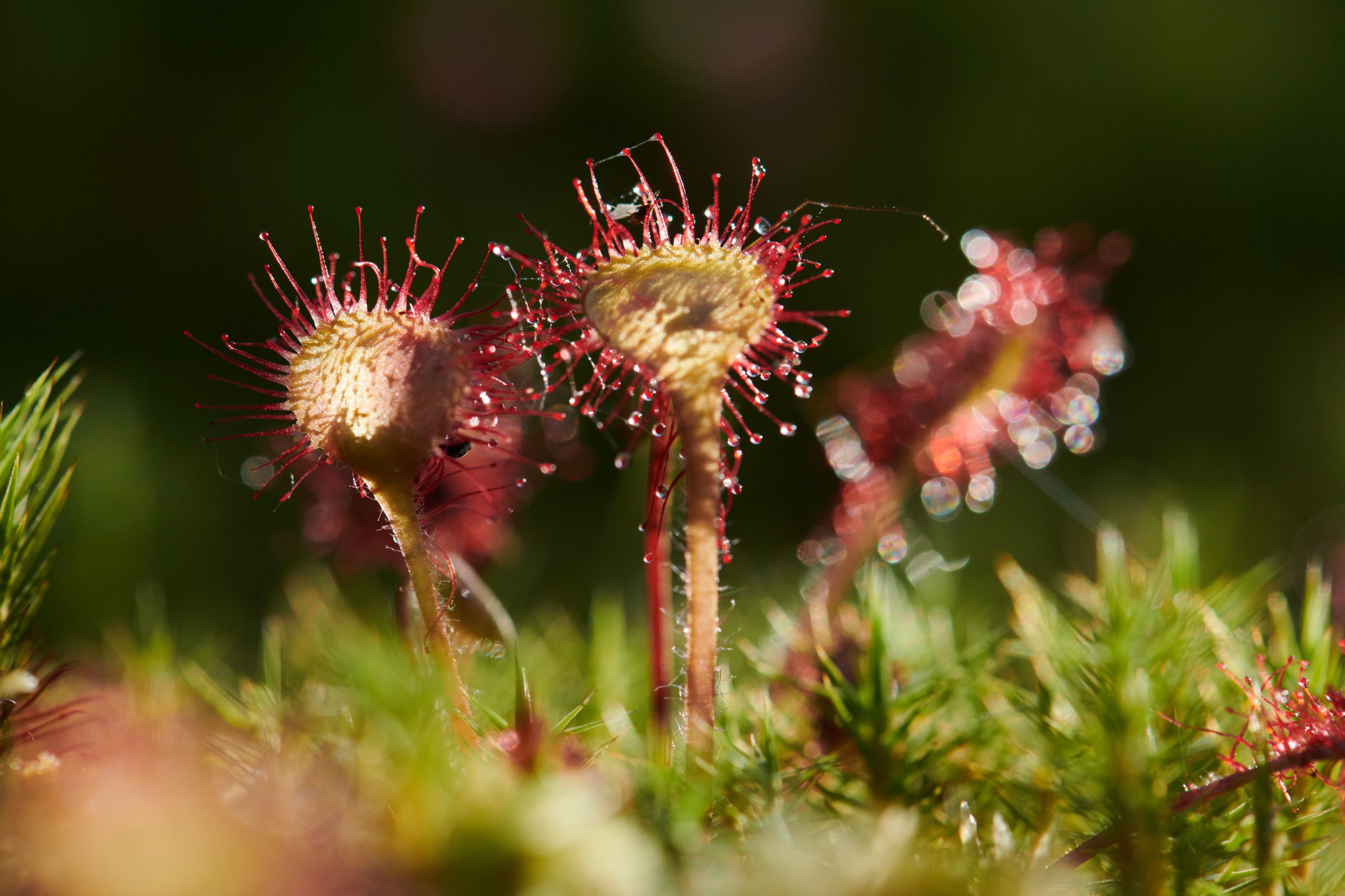 Record-high Danish success rate in biodiversity projects on nature-based solutions Record-high Danish success rate in biodiversity projects on nature-based solutions